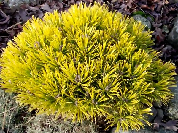 Pušis kalninė ,Winter Gold' (lot. Pinus mugo) Pušis kalninė ,Winter Gold' (lot. Pinus mugo)